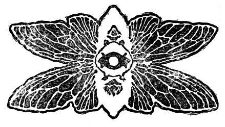 cicada logo